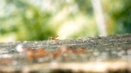 两只蚂蚁抬根杠，一只蚂蚁杠上望是什么字