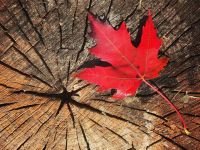 加拿大“枫”彤的秋天
