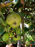 【苹果皮的作用】将近一半维生素C都含在紧贴苹果皮下