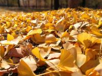 满地黄花是秋天