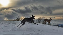 甲、乙两只狼狗举行1000米赛跑