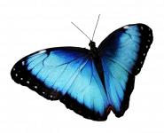 蓝色蝴蝶光