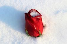 雪夜。他单膝跪地，右手碰着她最爱的红玫瑰