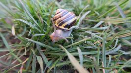 牵一只蜗牛去散步示例