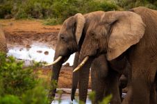 动物园里大象的鼻子最长，那谁是第二个长的呢