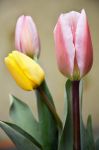 阳春三月，花香鸟语，嫣红姹紫，春意蓊郁，我是喜欢的