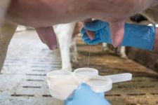 什么是全脂奶粉-全脂奶粉主要功效有哪些