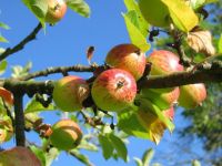 想收获更多的苹果，必须种植更多的苹果树