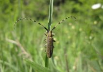 存在长得摆布不合错误称的甲虫？