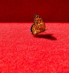 杭州，飞舞的蝴蝶