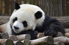 熊猫爱爱园园寻母记