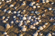 爱情就像海滩上的贝壳不要拣最大的示例