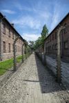 (图片)奥斯维辛集中营女囚犯尸体成堆