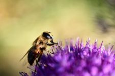 一只蜜蜂停在日历上，打一成语