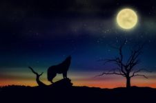 星空之月影下的狼