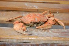 煮饭时，一只螃蟹顶出锅盖，对你说：“我热！”，答曰：想红就忍