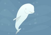 幼鲸普通都是白鲸但一岁之后为什么会变黑?