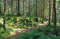 挪威的森林示例