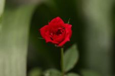 血色玫瑰——深红色的爱