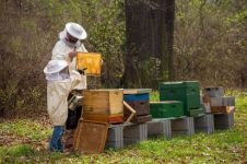 考古发现欧洲史后人类懂养蜂采蜜