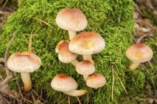 艳丽的蘑菇都是有毒的，无毒蘑菇颜色朴素？