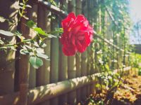 蔷薇与篱笆