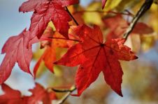 双头莲令·步韵和枫叶红了《四季最美是秋天》