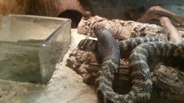 大眼镜蛇王，是一种非常凶猛的毒蛇