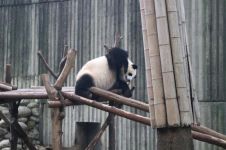 新闻报道说中国给很多国家我们的国宝熊猫