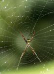 蜘目蛛网