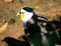 数千只留鸟云集帕洛：维德国度公园