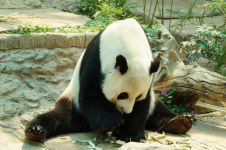 熊猫动物作文550字