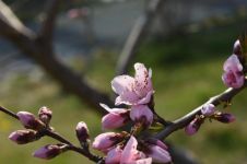 浅夏时光，曾经春期那些桃红梨白的花事