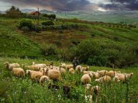 朱日和牧羊人与羊