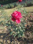 殷红的玫瑰