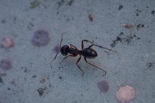 没有任何动物比蚂蚁更勤奋，然而它却最沉默寡言