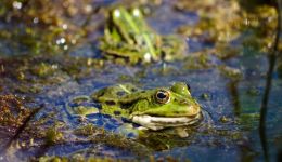 西江月·绿满池塘蛙鼓