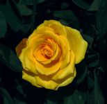 寒风中的黄玫瑰