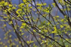 当枯黄的草丛冒出新绿，稚嫩的苞芽在瘦削的树枝上绽放新春