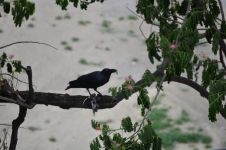 冬日，一只觅食的乌鸦
