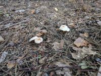 辨别毒蘑菇的小窍门