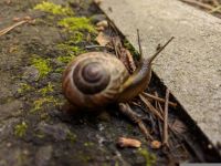 一枚蜗牛