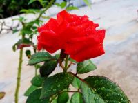《一只红玫瑰》