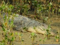 孟加拉百岁鳄鱼因投喂过量被撑死？