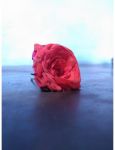 用思念折一枝红玫瑰，别在胸前