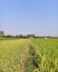 早在5600年前稻作农业已传达到海南