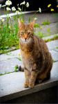 世界上最贵的猫：寒带草原猫价值高达十几万