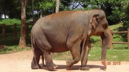 大象示例