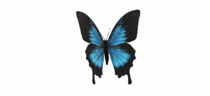 蝴蝶的翅膀示例