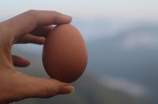 曝光：给鸡吃7天色素洋鸡生出“本鸡蛋”